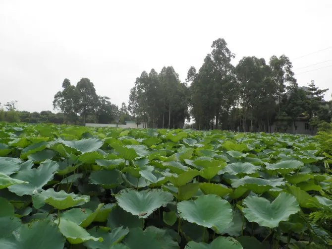 塔山英雄团好吗？？？