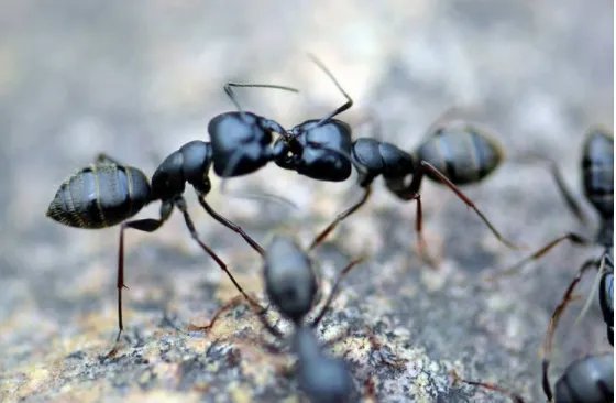 热锅上的蚂蚁歇后语下一句是什么？