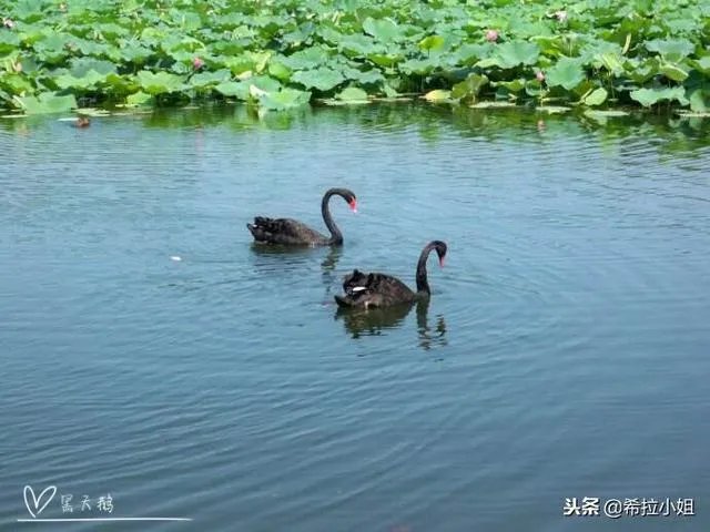 圆明园十大景点介绍？