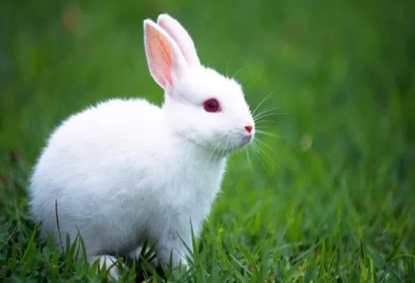 小白加小白等于什么？(脑筋急转弯)