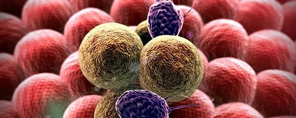 淋巴细胞比率偏高是什么意思