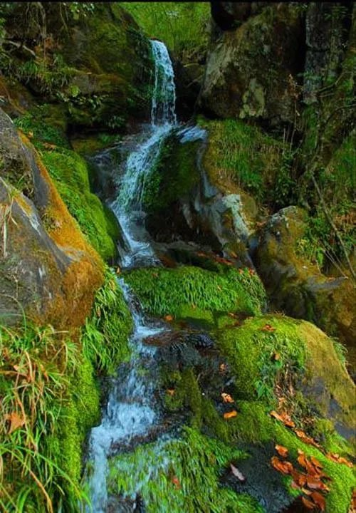 南宫森林公园的介绍