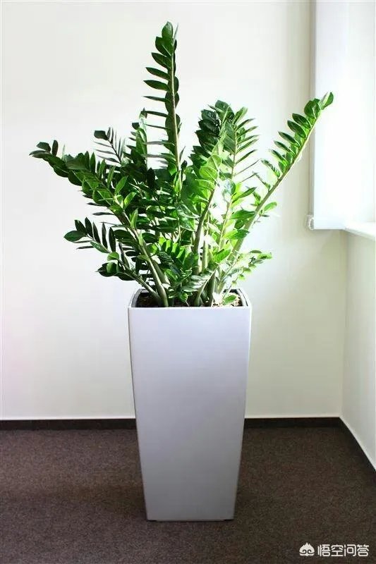 金钱树该怎么养？