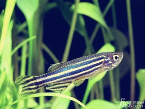 斑马鱼怎么养 斑马鱼饲养方法介绍