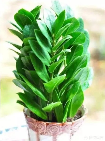 金钱树该怎么养？