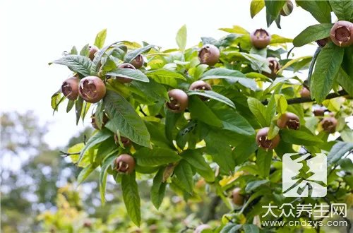 孕妇可以吃枸杞嘛