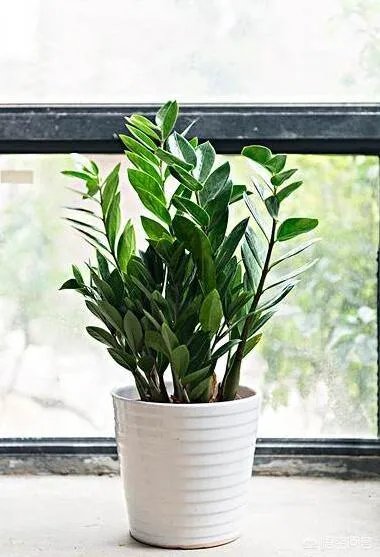 金钱树该怎么养？