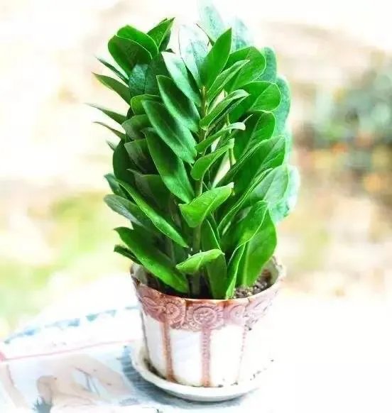 金钱树该怎么养？