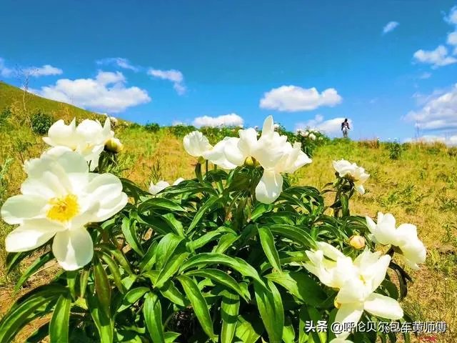 去呼伦贝尔大草原玩的旅游攻略？
