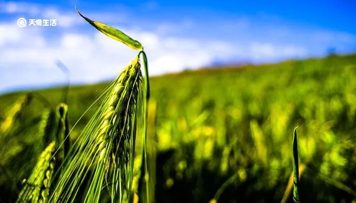 青稞是什么