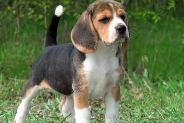 比格犬智商是怎么排名的？