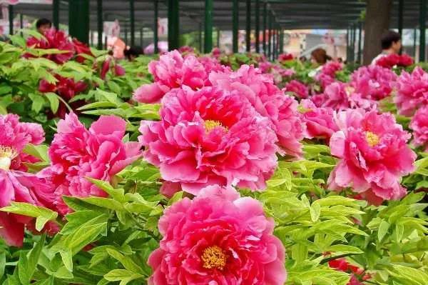 洛阳哪个牡丹园最好？具体说说可以吗？