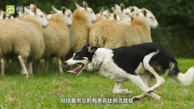 狗的品种有哪些