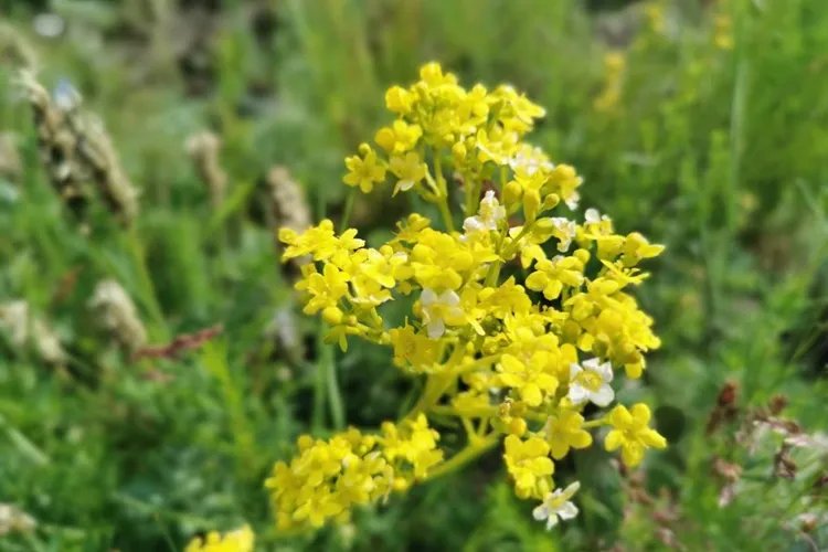 墓回头全草图片