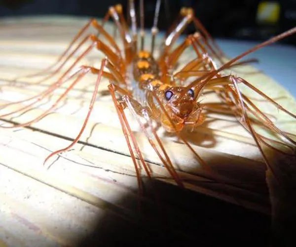 草鞋底子的虫子学名叫什么 会钻进耳朵里太恐怖了