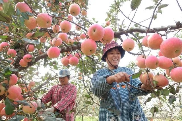 进入9月份了中晚熟水果陆续进入成熟采摘期，可是今年的水果价格怎么这么低？
