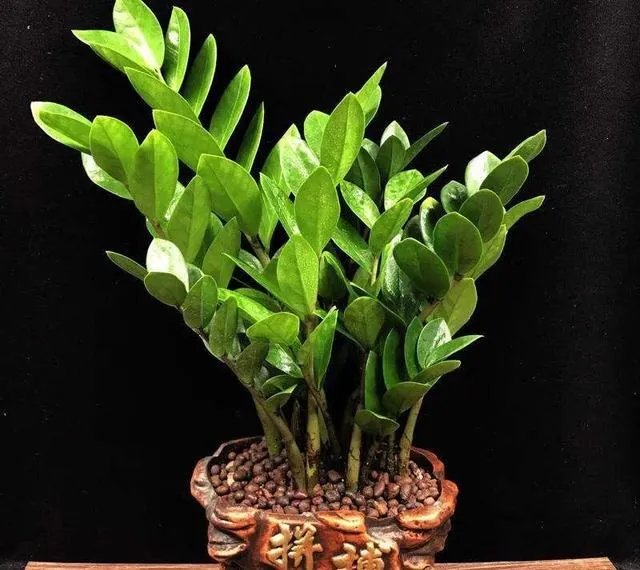 金钱树该怎么养？