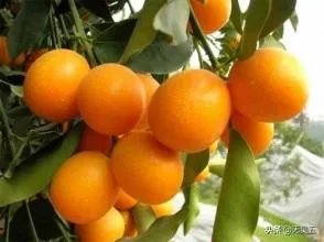 进入9月份了中晚熟水果陆续进入成熟采摘期，可是今年的水果价格怎么这么低？