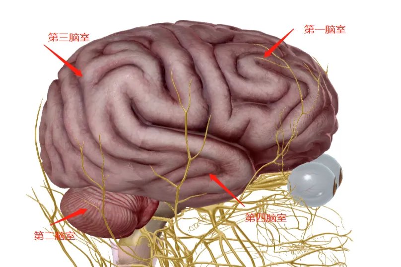 四个脑室分布图