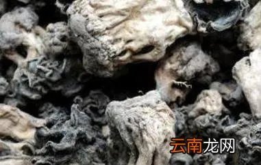 巴楚蘑菇的功效与作用 巴楚蘑菇的药用价值