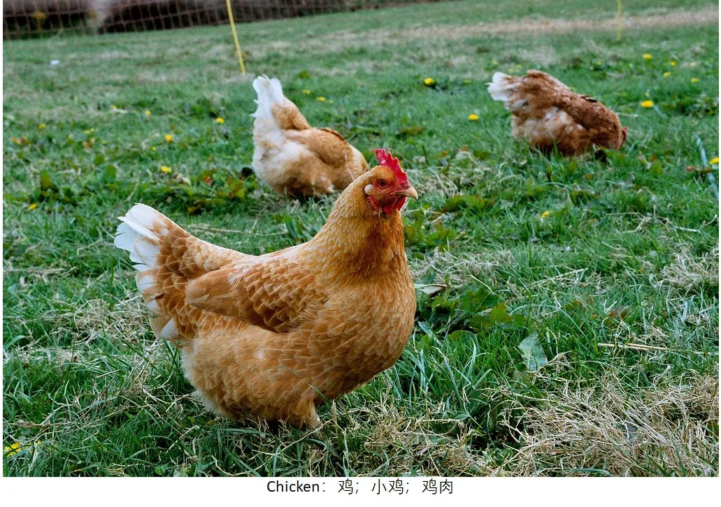 chicken的复数形式是什么？