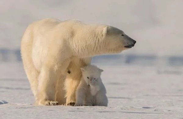北极熊会冬眠吗？