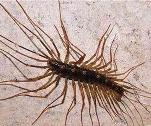 草鞋底子的虫子学名叫什么 会钻进耳朵里太恐怖了