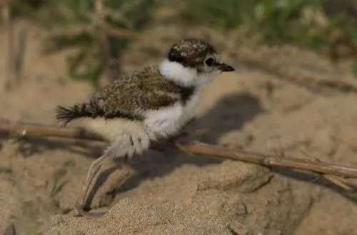 这种鸟是什么鸟？