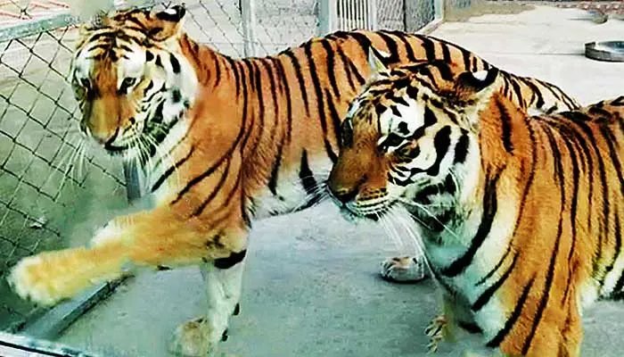 为何击毙两只老虎？河南公布细节 两只老虎出逃咬死饲养员均被击毙，河南淅川县公布处置细节