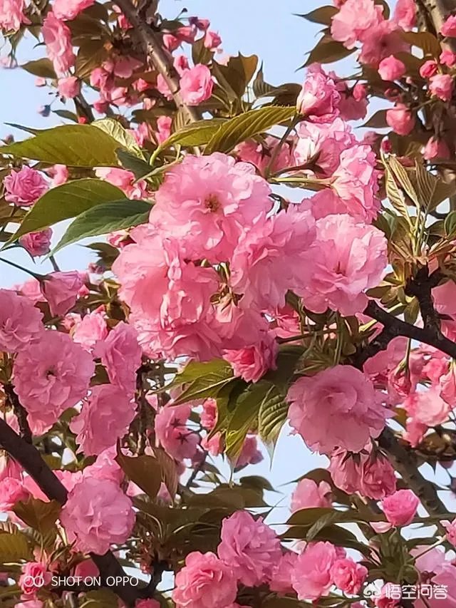 女孩子经常拍花的照片给我看是什么意思？