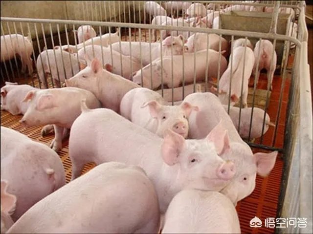 2018年下半年生猪价格走势