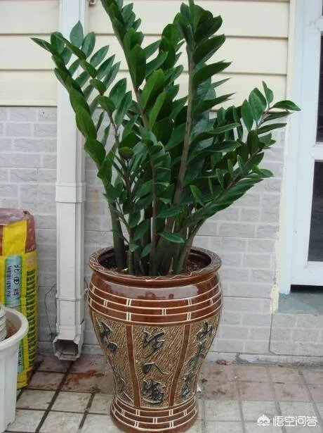 金钱树该怎么养？