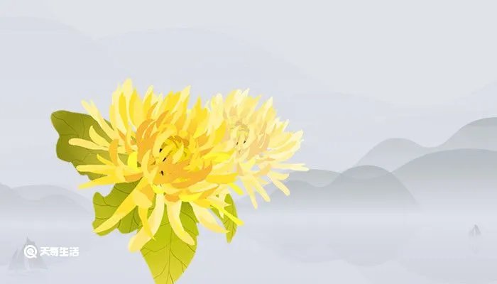 加拿大一枝黄花到底是什么