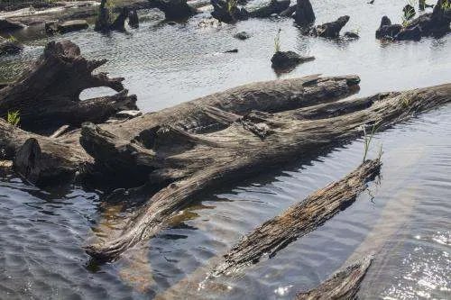 乌木怎么鉴别,乌木的价格是多少？