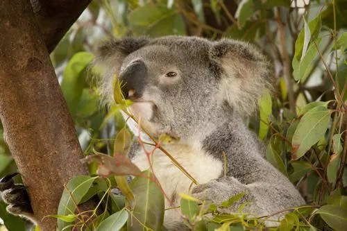 考拉打架打输哭到声音沙哑，你喜欢考拉这种动物吗？