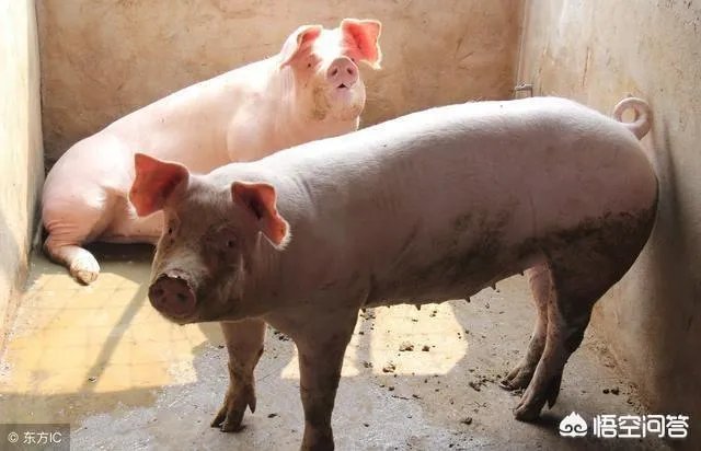 2018年下半年生猪价格走势