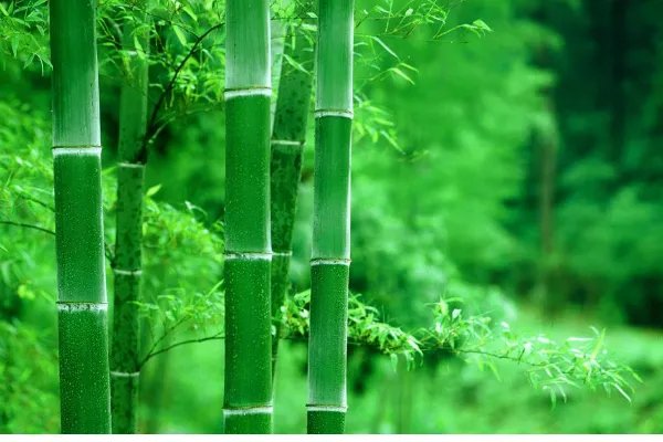 竹子的资料