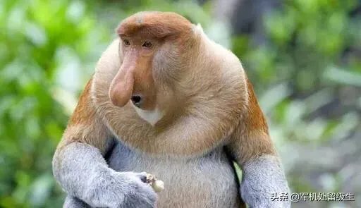 世界上最丑的十大动物排名？