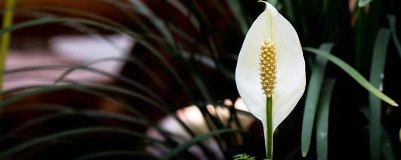 一帆风顺叶子发黄怎么办 一帆风顺叶子发黄原因