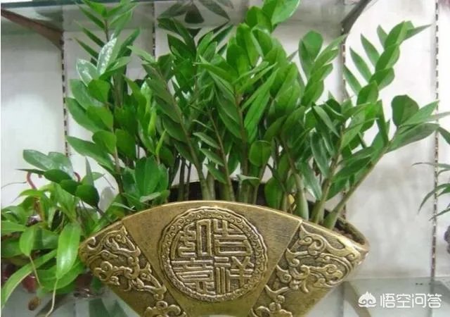 金钱树该怎么养？