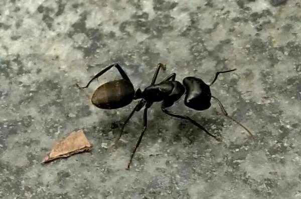 世界上最强的十大蚂蚁，火红蚁曾入侵美国，第四可当宠物养