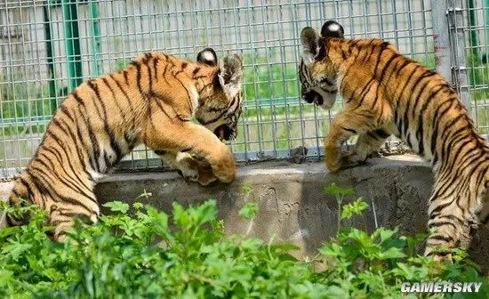 动物园老虎把孔雀吃了 园区回应:有1000多只散养孔雀