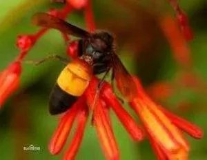 黄腰虎头蜂的详解