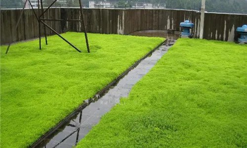 楼顶隔热的方法有哪些 5种隔热方法让你远离闷热的烦恼