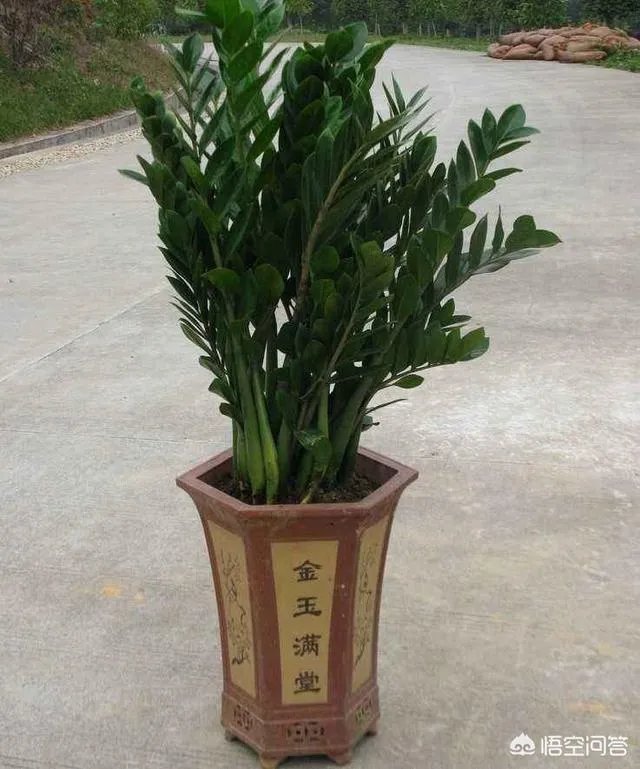 金钱树该怎么养？