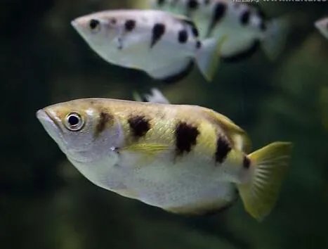 射水鱼有什么特点 养殖射水鱼有哪些小技巧