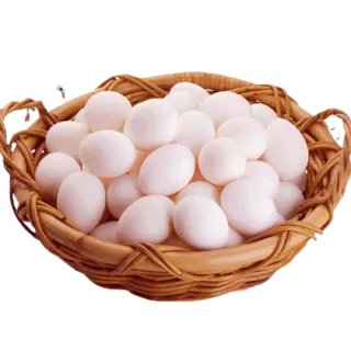 鸽子蛋多少钱一个
