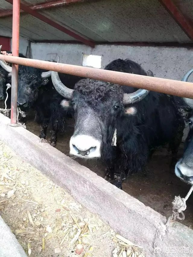 正宗的西藏牦牛肉多少钱一斤？