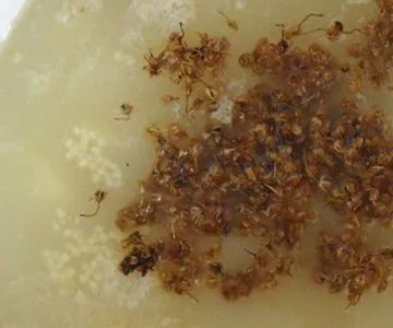 麻麻花怎么做菜？