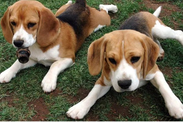 比格犬智商是怎么排名的？